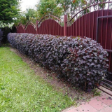 Jaké keře ležely plot?